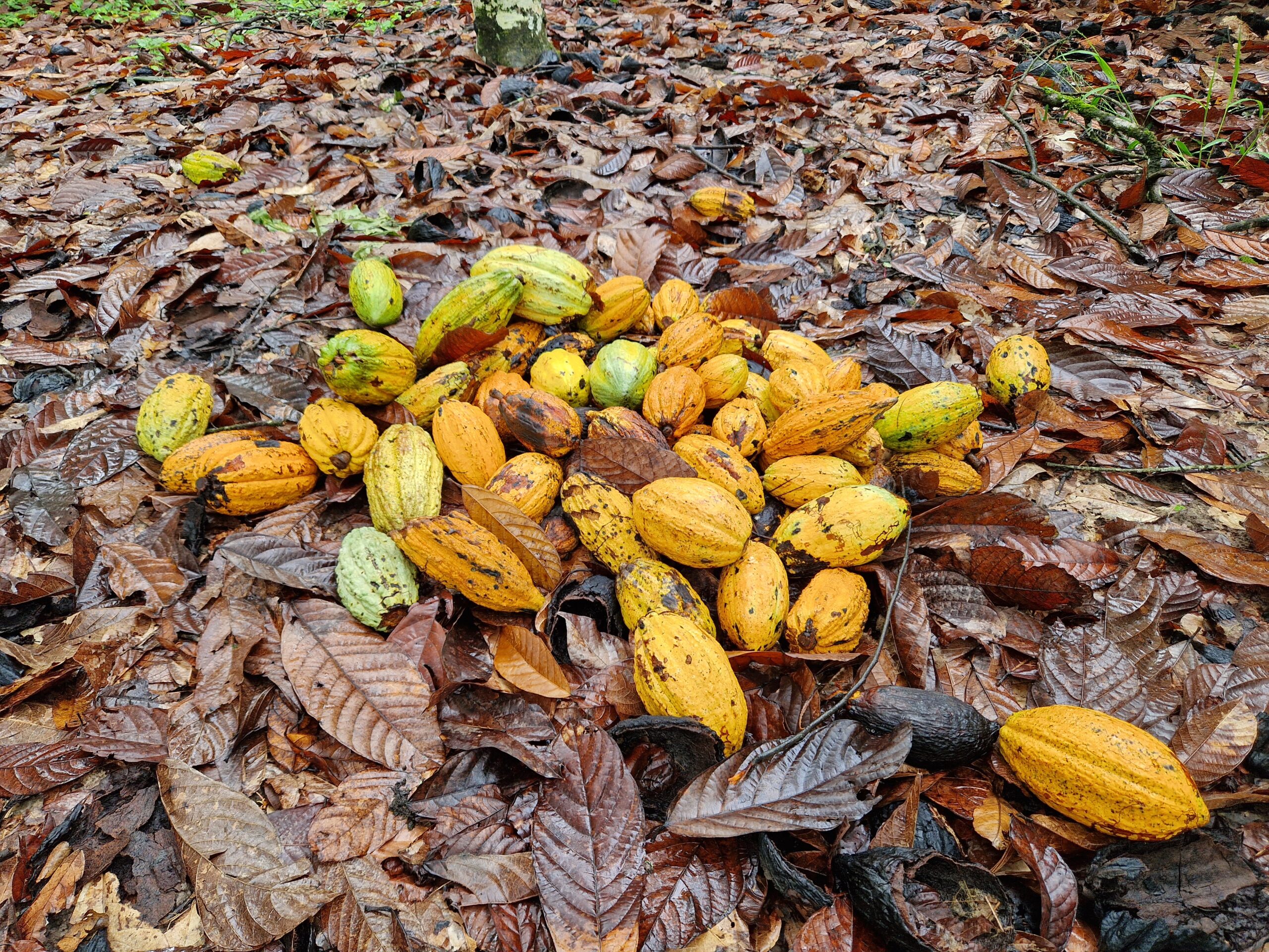 Living Income and Child Labour in the Cocoa Sector of Côte d’Ivoire
